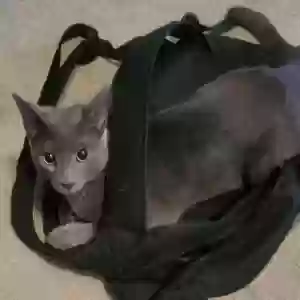 adoptable Cat in Winston Salem, NC named Storm